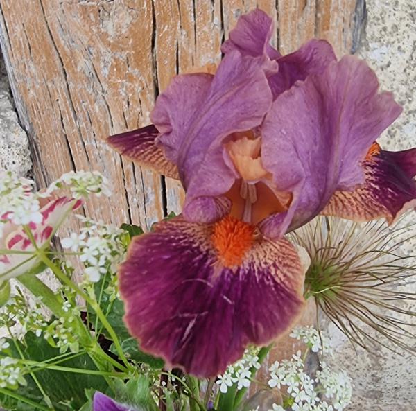 Iris barbata Flirtin' Skirts Schwertlilie