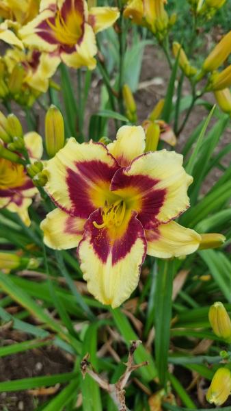Hemerocallis Desperado Love, Taglilie