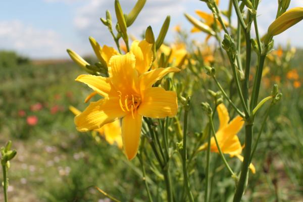 Hemerocallis Berlin Multi, Taglilie