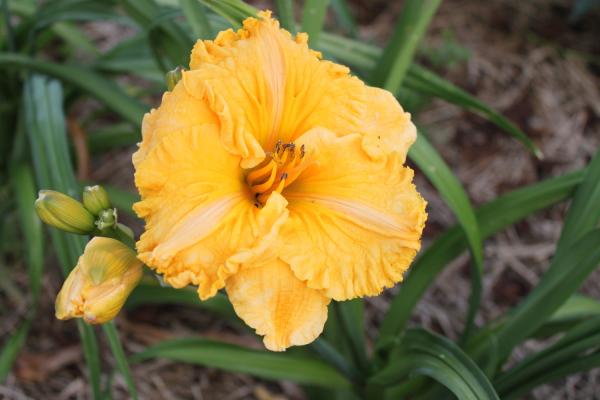 Hemerocallis Carved Pumkin Pie, Taglilie