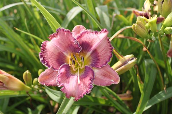 Hemerocallis Cobalt Rings, Taglilie