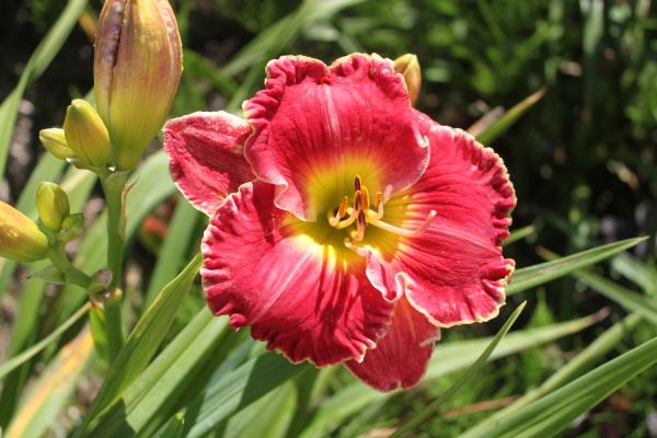 Hemerocallis Crowning Fire, Taglile