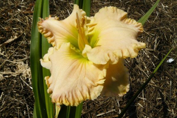 Hemerocallis Crystelles Love Taglilie