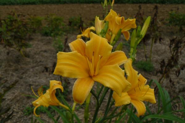 Hemerocallis Curls, Taglilie