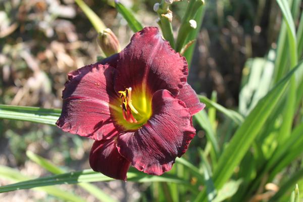 Hemerocallis Dark Tallboy, Taglilie