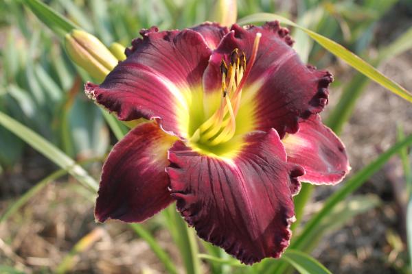 Hemerocallis Diamantenrand, Taglilie
