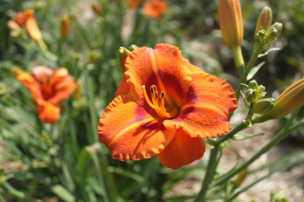Hemerocallis Ding Ding Dong, Taglilie