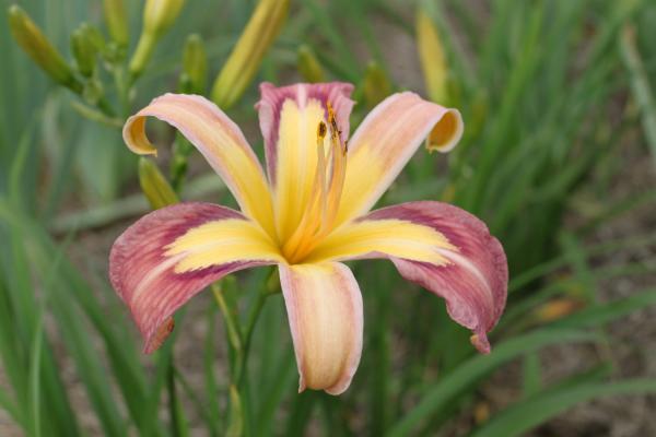 Hemerocallis Discared Beauty, Taglilie