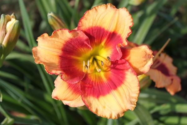 Hemerocallis Foolish Dragon, Taglilie