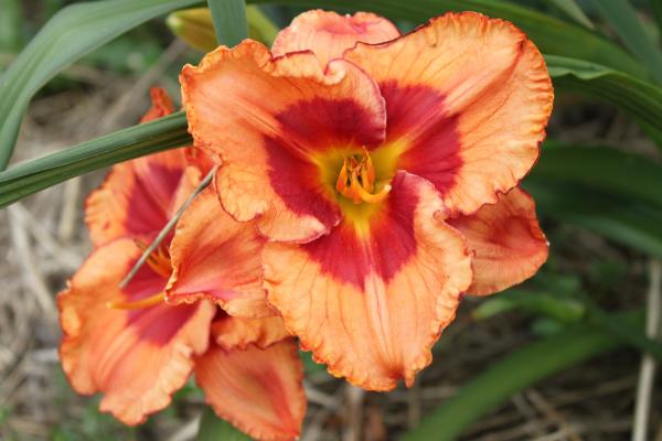 Hemerocallis Forbidden Contrast, Taglilie
