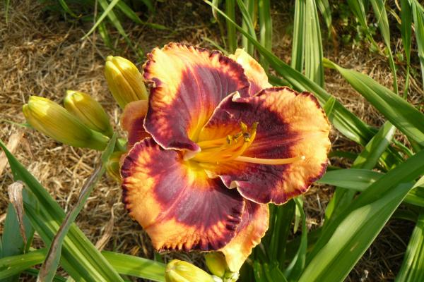 Hemerocallis Francois Verhaert, Taglilie