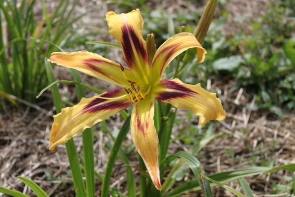 Hemerocallis Free Wheelin, Taglilie