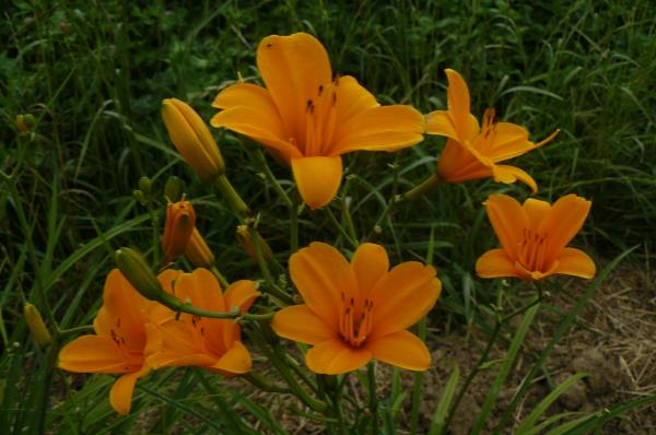 Hemerocallis From China with Love, Taglilie