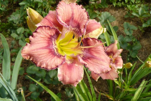 Hemerocallis Get Jiggy, Taglilie