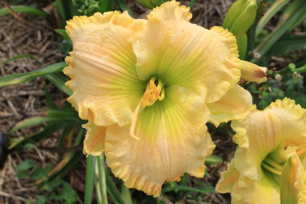Hemerocallis Going Green, Taglilie
