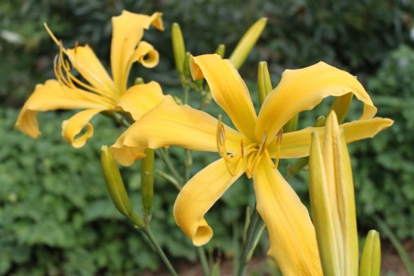 Hemerocallis Gold Pinwheel, Taglilie