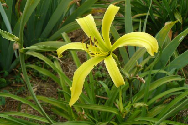 Hemerocallis Green Inferno, Taglilie