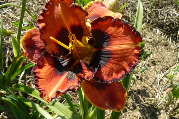 Hemerocallis Halloween Kisses Taglilie