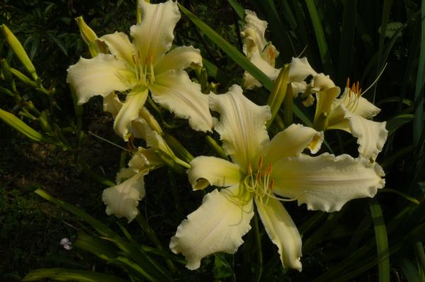 Hemerocallis Heavenly Angel Ice, Taglilie