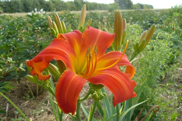 Hemerocallis Heavenly Orange Blaze, Taglilie