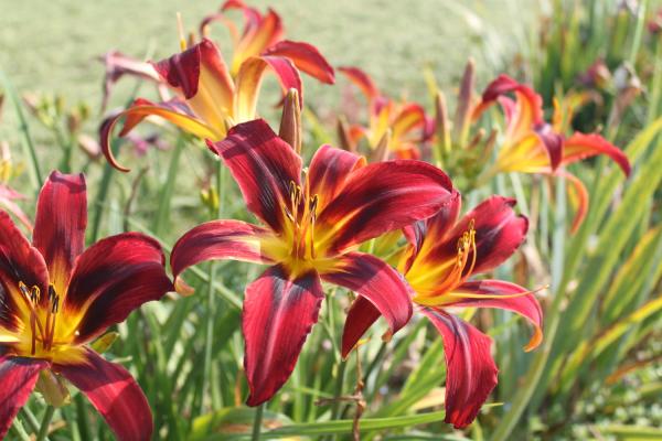 Hemerocallis Heavenly Tiger Tails, Taglilie
