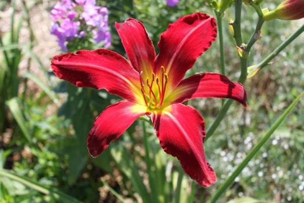 Hemerocallis Heavenly United We Stand, Taglilie