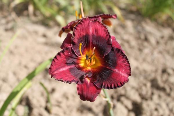Hemerocallis Incendiary, Taglilie