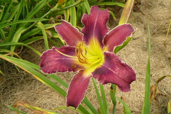 Hemerocallis Increased Complexity, Taglilie