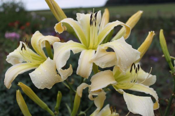 Hemerocallis Isabell Rose, Taglilie