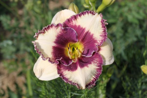 Hemerocallis JP's Obidicut, Taglilie