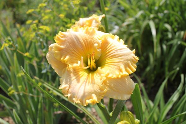 Hemerocallis JP's Mahu Taglilie