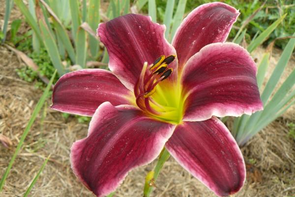 Hemerocallis Jadestar, Taglilie