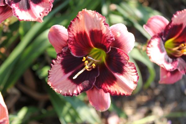 Hemerocallis Jane Trimmer, Taglilie