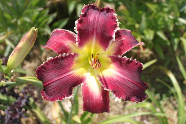 Hemerocallis Jonny Bear, Taglilie