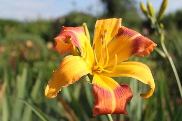 Hemerocallis Juris Navy Style, Taglilie