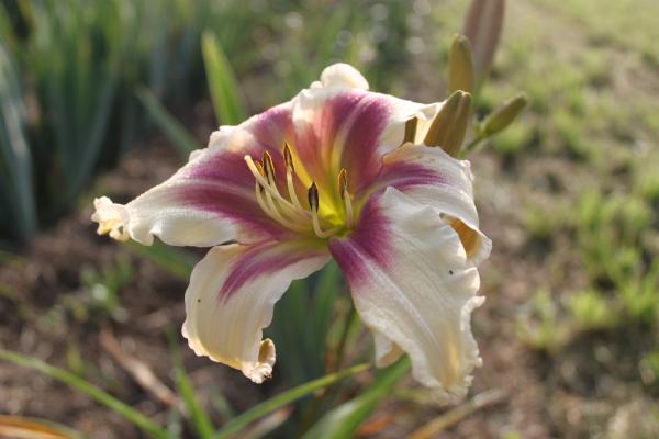 Hemerocallis Juris Pink Splatter, Taglilie
