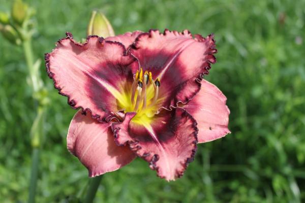 Hemerocallis Karl's Choice, Taglilie