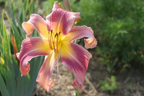 Hemerocallis Kirsten's Corsage, Taglilie