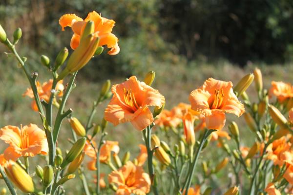 Hemerocallis Kleine Süße, Taglilie