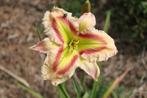 Hemerocallis Kryptonite, Taglilie