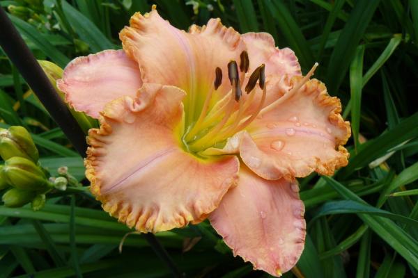 Hemerocallis Kupferteller, Taglilie