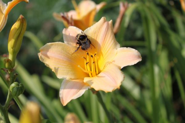 Hemerocallis Little Rainbow Taglilie