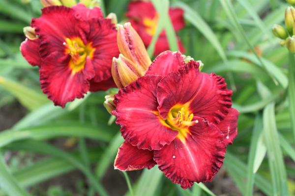 Hemerocallis Little Red Bantam, Taglilie