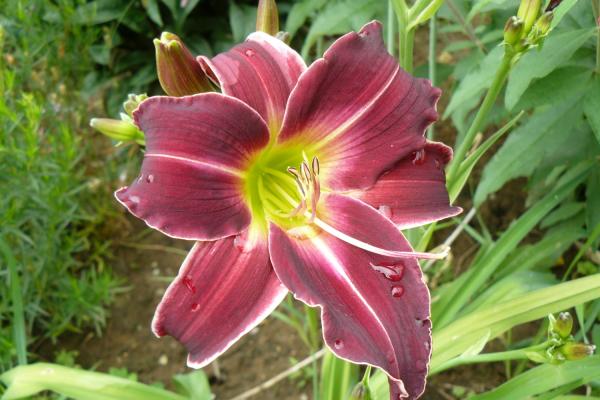 Hemerocallis Plum Curls, Taglilie