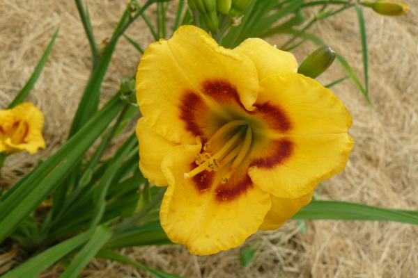 Hemerocallis Pluralist, Taglilie