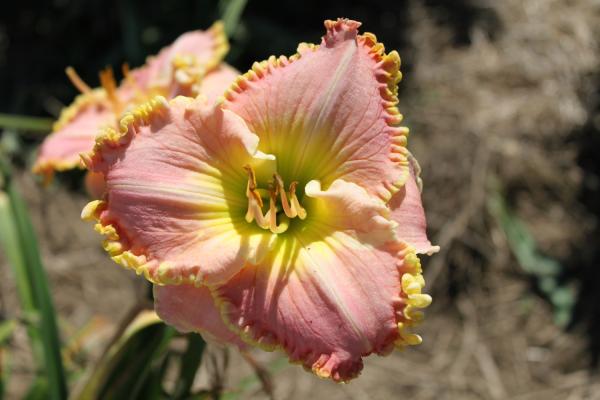 Hemerocallis Princess Diana