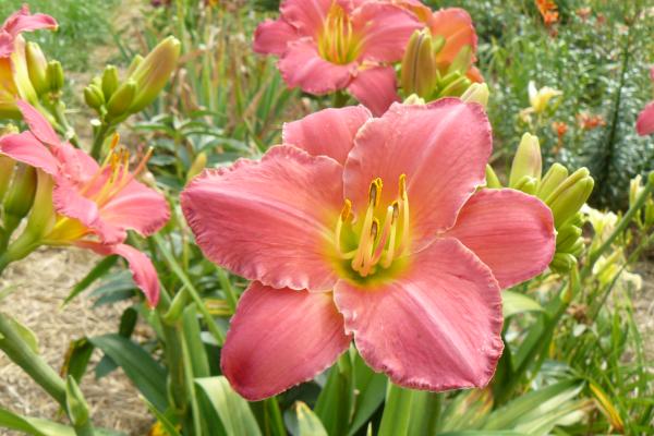Hemerocallis Reinrosa Versuchung, Taglilie