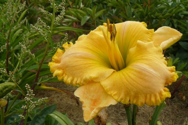 Hemerocallis Sachsen Grünling, Taglilie