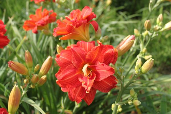 Hemerocallis Sachsen Red Double Taglilie