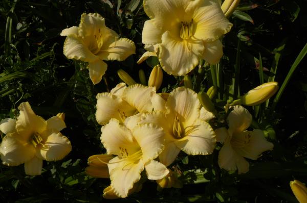Hemerocallis Sahnebaum, Taglilie